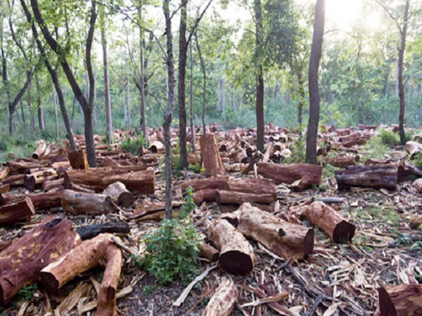Tội phạm hủy hoại rừng