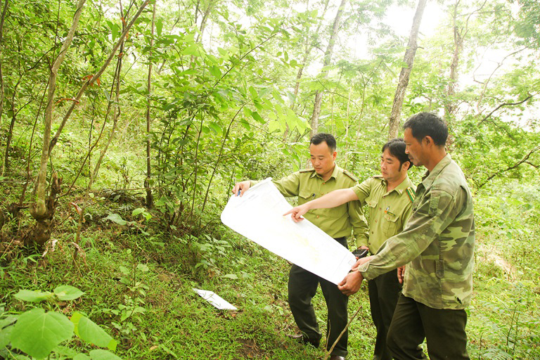 Vi phạm các quy định về quản lý rừng