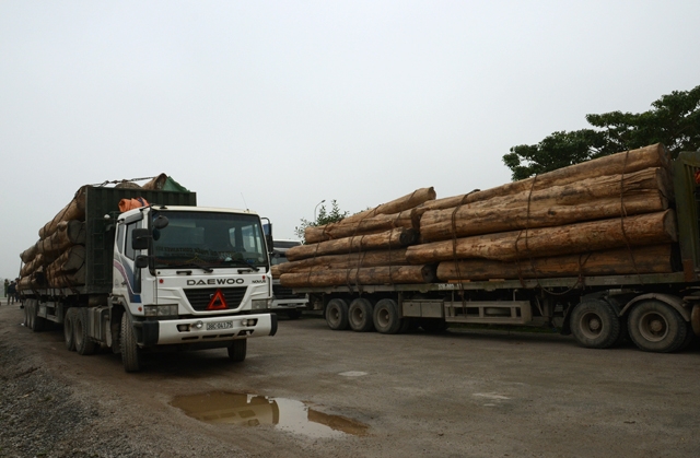 Thế nào là hành vi khai thác, buôn bán, vận chuyển gỗ trái phép?